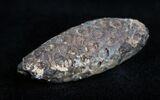 Agatized Pinecone From Morocco - Eocene #1692-1